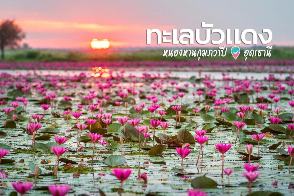 ทะเลบัวแดง