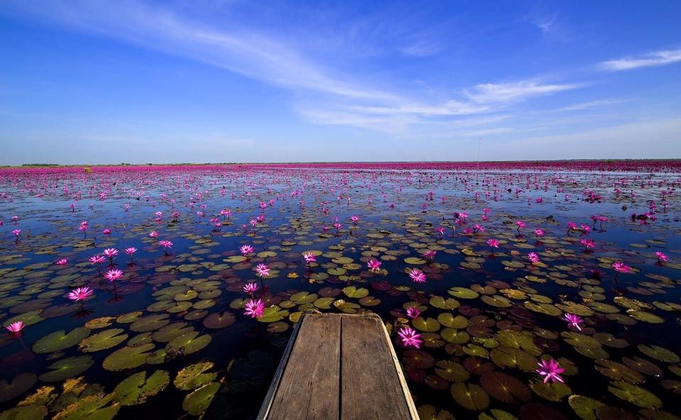 ทะเลบัวแดง อุดรธานี
