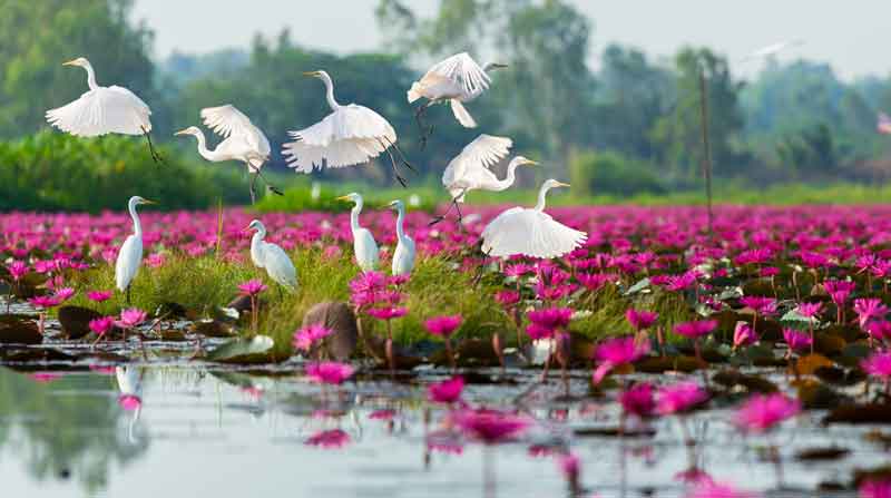 ทะเลบัวแดง